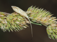 Miridius