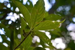 Arachnothryx chiapensis