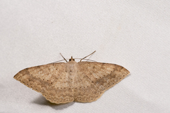 Luxiaria mitorrhaphes