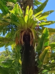 Tillandsia fendleri