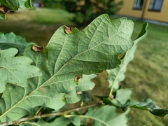 Macrodiplosis pustularis