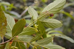 Arachnothryx chiapensis