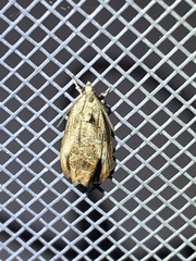 Olethreutes hamameliana