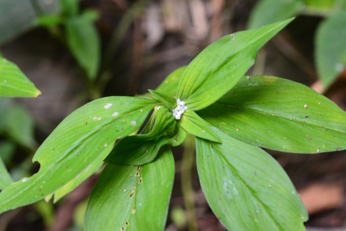 Basil-like Button Weed