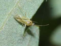 Icodema infuscatum