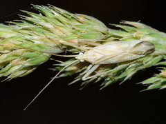 Miridius