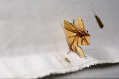 Trotocraspeda divaricata