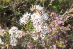 Agathosma cerefolium