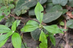 Spermacoce ocymoides