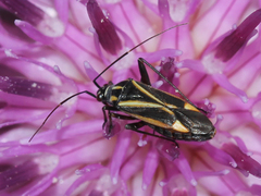 Hadrodemus