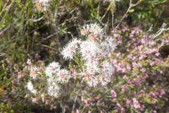 Agathosma cerefolium