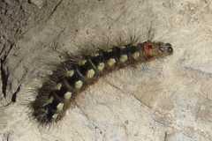 Acronicta euphorbiae