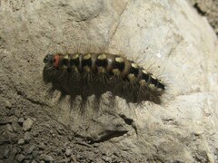 Acronicta euphorbiae