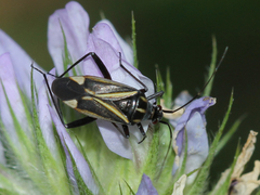 Hadrodemus