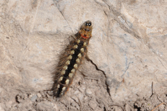 Acronicta euphorbiae