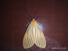 Pseudischnocampa
