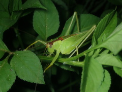 Hexacentrus unicolor