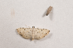 Pycnarmon cribrata