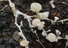 Claudopus