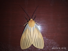 Pseudischnocampa