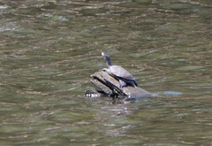 Malaclemys terrapin