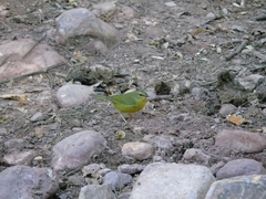 Myiothlypis bivittata