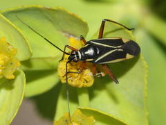 Hadrodemus