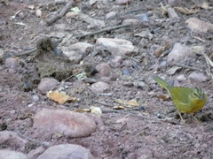 Myiothlypis bivittata