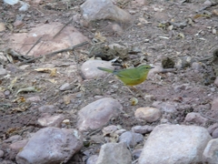 Myiothlypis bivittata