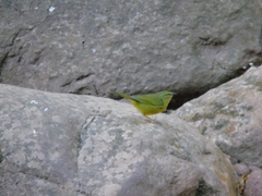 Myiothlypis bivittata