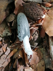 Coprinopsis cinerea
