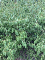 Forsythia viridissima