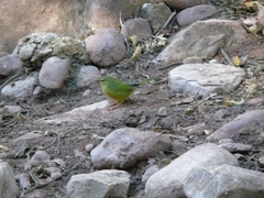 Myiothlypis bivittata