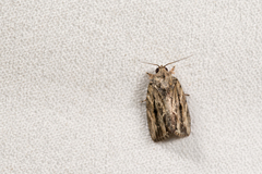Etanna breviuscula