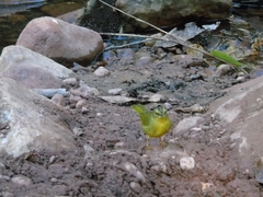 Myiothlypis bivittata