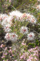 Agathosma cerefolium