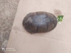 Kinosternon leucostomum postinguinale