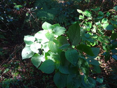 Plectranthus fruticosus