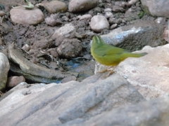 Myiothlypis bivittata