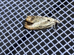 Olethreutes hamameliana