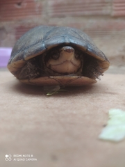 Kinosternon leucostomum postinguinale