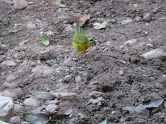 Myiothlypis bivittata