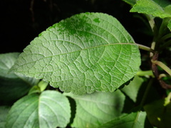 Plectranthus fruticosus