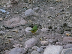 Myiothlypis bivittata