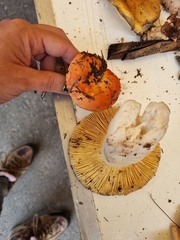Amanita basii