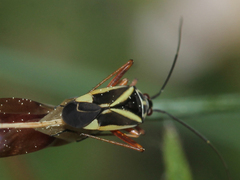 Hadrodemus