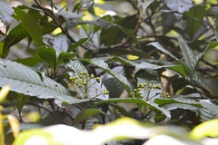 Palicourea violacea