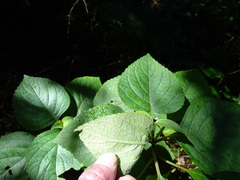 Plectranthus fruticosus