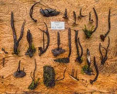 Xylaria corniculata