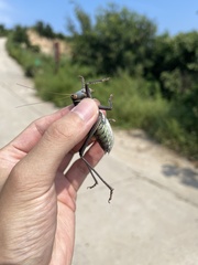 Gampsocleis gratiosa